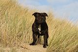 STAFFIE 292